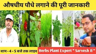 Best herbs for Home & garden