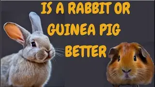 Is A Rabbit Or Guinea Pig Better