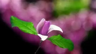 Magnolia Flower Blossoming | Stock Footage - Videohive