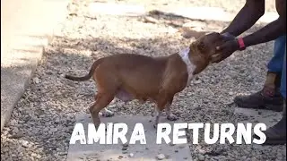 Amira Comes Back Home
