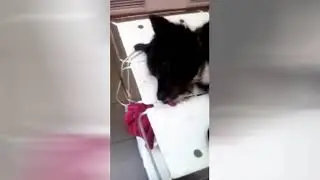 Просто пес, попал в беду.