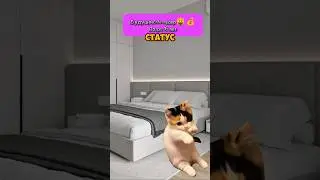Иди к своей мечте!✊ #youtube #shorts #котики #футажи #cat #мемы #хочуврек Автор:@kikkadim