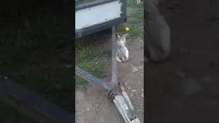 щенок немецкой овчарки