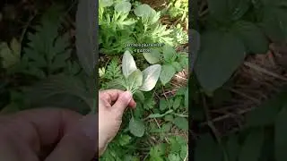 #amaranto #spinaci #spinacio #amaranthus #erbeofficinali #erbearomatiche #foragedfood #foraging