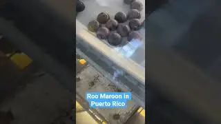 #puertorico #mango