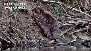 Biber im Ilztal - Naturparadies 