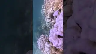 Relaxing natural sound/ relax mind