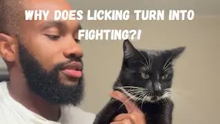Why Does Licking Turn Into Fighting!