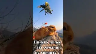 Ничего милее вы сегодня не увидите :)  Shorts #животные #funny #сute