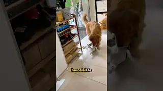 Chien Traîne Chat De L'AIDE?!❤️😂