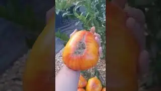 сорт томата САНГРЭ