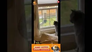приколы с животными , смешные моменты , коты и собаки  , смех до слез #cat #dogs #animals