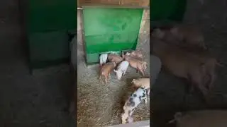 НЕОБЫЧНЫЕ КОРМУШКИ ДЛЯ СВИНЕЙ для заказа 89515128781