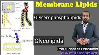 Lecture-10 P(2) | Membrane Lipids | Cerebroside | Sphingolipids | Phosphatide | Ganglioside | Myelin