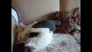 Catfight