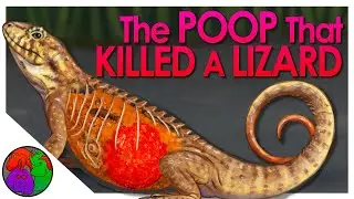 The GIANT POOP that killed a Lizard