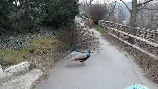 Павлин распускает хвост
