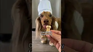 Easy recipe for frozen dog treats 😋 all products are in my links! #dachshund #recipe #dogs #puppy