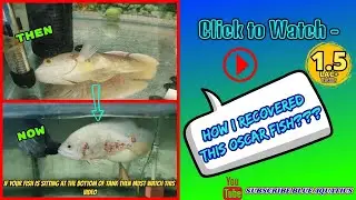 Oscar Fish sitting at the bottom of Tank || Fish lying at bottom of Tank