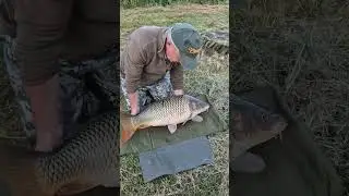 Второй трофейный карп за два дня. 12 кг.