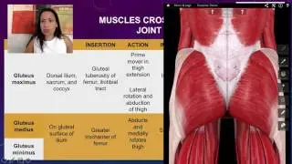 1. Muscles Crossing the Hip Joint Posteriorly