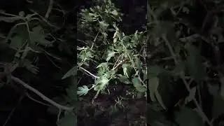 Енотики на дереве)