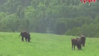 Зубровый питомник Алтая - Горный Алтай 2016