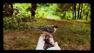 Покровское-Стрешнево. Бельчонок и синички