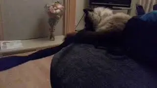 Cat won't let go of my ribbon!