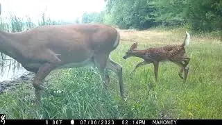 Wildlife watering hole - wild animals up close and personal!