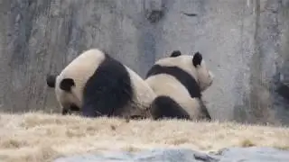 Ban Ban and Yue Yue, Shanghai Wild Animal Park, China