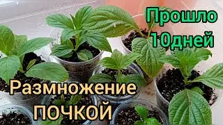 Размножение ГОРТЕНЗИЙ ПОЧКАМИ.Прошло 10 дней после пересадки в стаканчики.