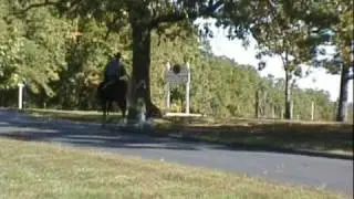 Gaited Morgans Missouri Morgans.com www.missourimorgans.com