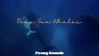 Sounds of Whale ASMR (8 hours / dark screen after 1 min.) | 깊은 바닷속 고래소리 ASMR (8시간 / 1분후 검은화면 )