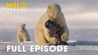 Wild Animals - Survival Lessons from Arctic Parents | Wild Nature