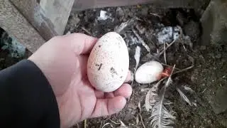 Индюшка несется на второй год