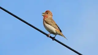 Common Rosefinch (Kendal, Cumbria 26th June 2023)