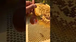 WOW😱😱😱#shorts #viralshorts #satisfying #honey #viral