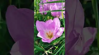 Безвременник