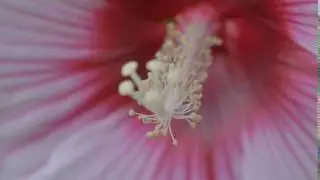 Flower Pistil and Stamen