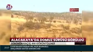 ALACAKAYA İLÇESİNİN YÜKSEK KESİMLERİNDE DOMUZ SÜRÜSÜ GÖRÜNTÜLENDİ