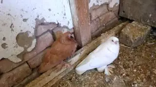 Скрещивание разных пород
