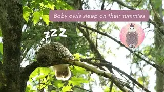 Baby owls sleep on their tummies.