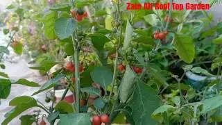 Peelu \Makko plant benefits and caring tips 🌱in Urdu Hindi