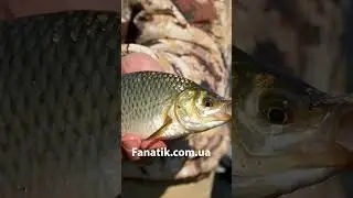 Рибалка на Прикормку Амнезія Фанатик