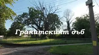 The Granit Oak