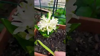 у меня гиацинт зацвел бахчекат стамбульский в феврале @tatyanaobukhova 