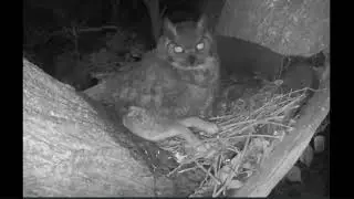 Ennis Great Horned Owl Rabbit Buffet