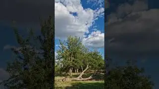 Полтавщина, прекрасная природа, лето движется к завершению, 15.08.24