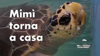 Rilascio in mare una Tartaruga Caretta caretta - Centro Recupero Tartarughe Marine di Brancaleone